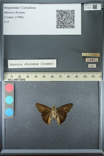 Media type: image;   Entomology 186691